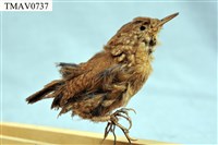 藏品(鷦鷯)的圖片